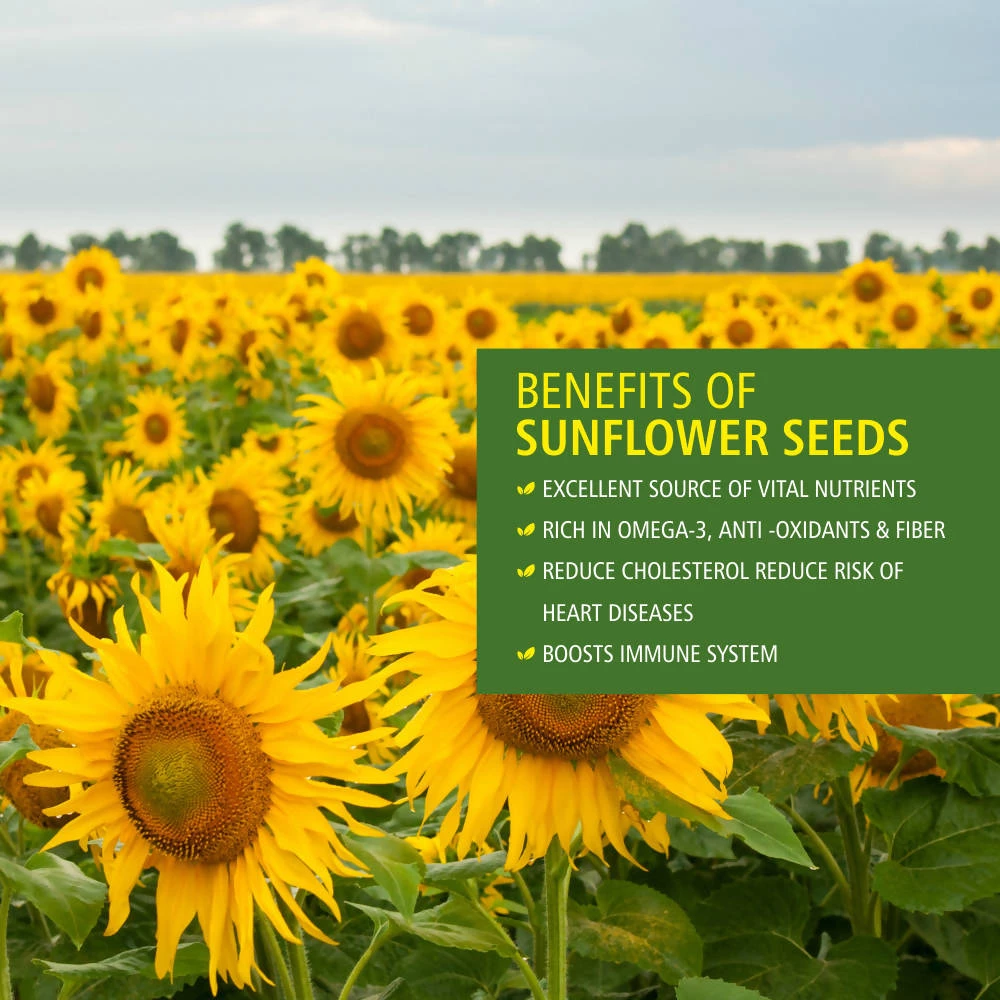 Bagul Foods Everyday Four Raw Sunflower Seeds |Combo Pack |150g Each Snacks & Beverages 4 Bagul Foods Everyday Four Raw Sunflower Seeds |Combo Pack |150g Each Snacks & Beverages